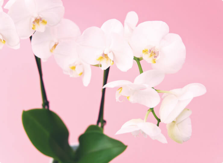 pink blossoms