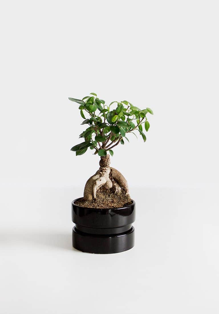 Image Carousel Bonsai - Jupiter X Elements - Image Gallery Green