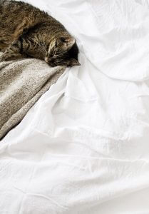 Image Carousel Kitty - Jupiter X Elements - Image Gallery Sleep